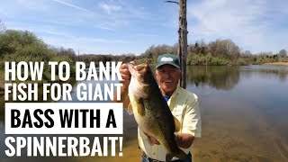 How to bank fish for giant Bass with a Spinnerbait!