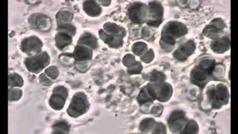 Cyanobacteria: Photosynthetic Prokaryotes