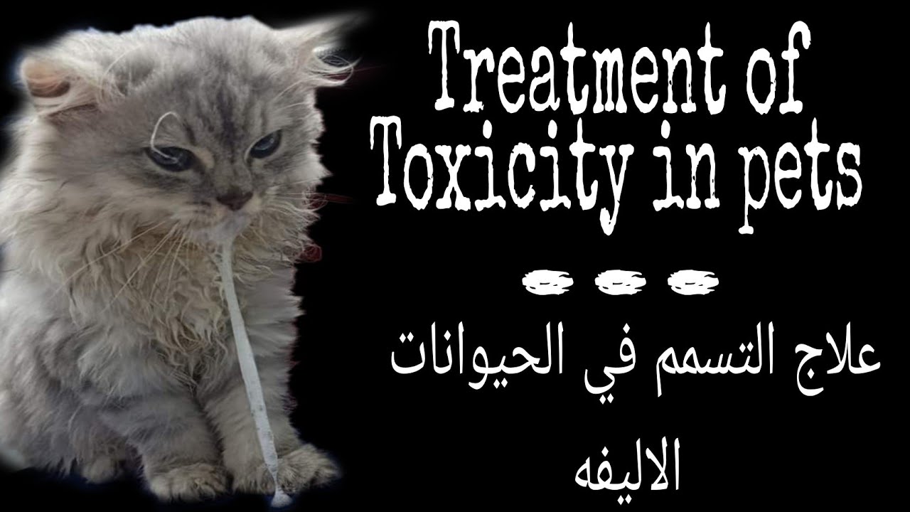 علاج التسمم في الحيوانات الاليفه خطوه بخطوه ...Treatment of Toxicity in pets🤦‍♀️🐱🐶