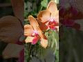 Орхидея Фаленопсис &quot;Сансет Лав&quot; 🧡🧡🧡Phal. Sunset Love Orchid