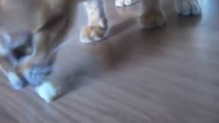 Naughty cat steals cheese! by carameldreams 43,158 views 14 years ago 1 minute