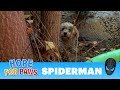 Abandoned dog surrounded by spiders and rescuers 🕷️🕷️🕷️🕷️🕷️