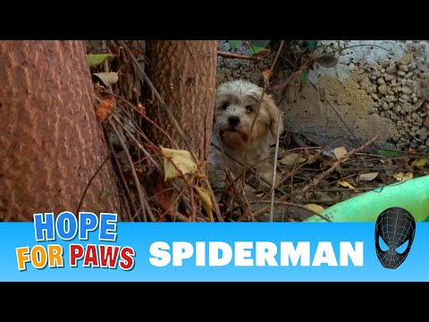 Abandoned dog surrounded by spiders and rescuers 🕷️🕷️🕷️🕷️🕷️ #terrier
