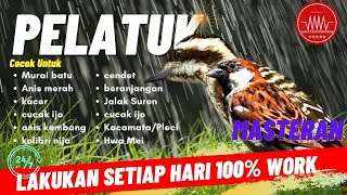 masteran burung pelatuk beras sampit dengan greja tarung 10 jam