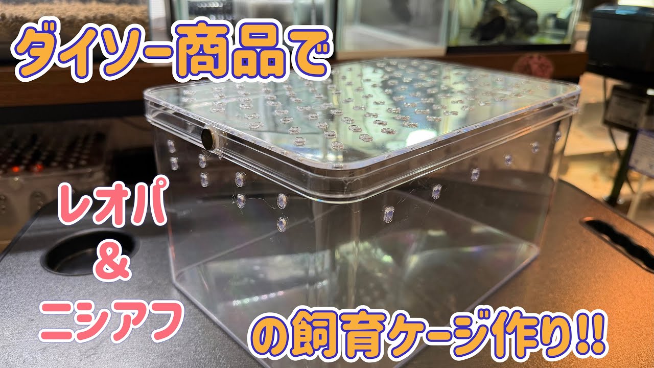 超簡単‼︎  レオパ＆ニシアフに最適‼︎    ダイソー商品で爬虫類ケージの作り方‼︎   #かわいい #ペット #癒し 