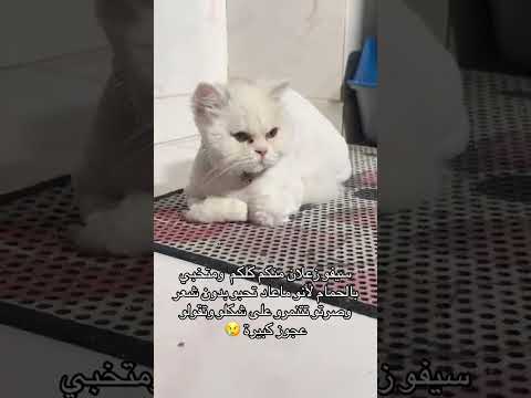 سيف زعلان الناس عم تتنمر عليه     