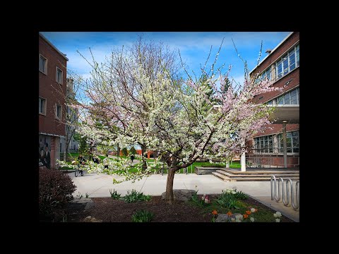 Video: Growing Fruit Salad Trees - Er det et fruktsalattre og kan jeg dyrke det