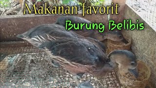 Makanan favorit burung belibis