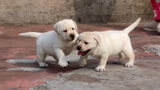 dog labra dog | labrador retriever dog | silver labrador retriever by Dog Show World 41 views 1 year ago 2 minutes, 26 seconds