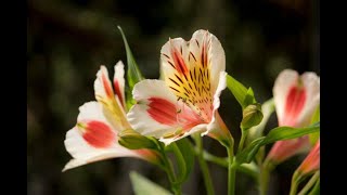Alstroemeria Part 1 - Process of Planting, Growing and Harvesting