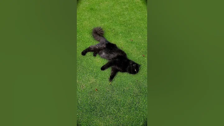 Video 9517061: persiancat persians, cat persiancat cutecat pets, persiancat cute pets cat, cute black persian cat