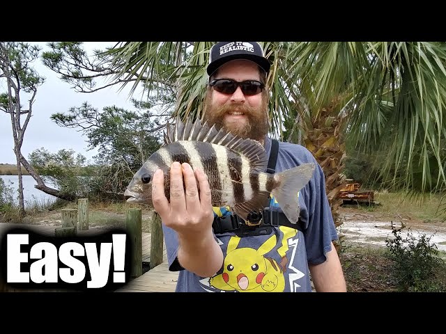 EASY Saltwater Fishing For Beginners - Fishing Docks With Shrimp! 