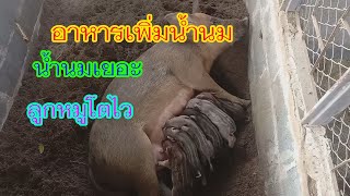 สูตรทำอาหารเพิ่มน้ำนมให้แม่หมู  ลูกหมูกินนมอิ่ม โตไว แข็งแรง