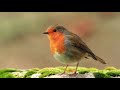 Doğadan Canlı Bülbül Sesi Dinle - YouTube