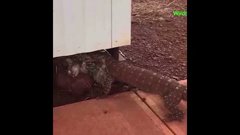 варан убивает кошку/the lizard kills the cat