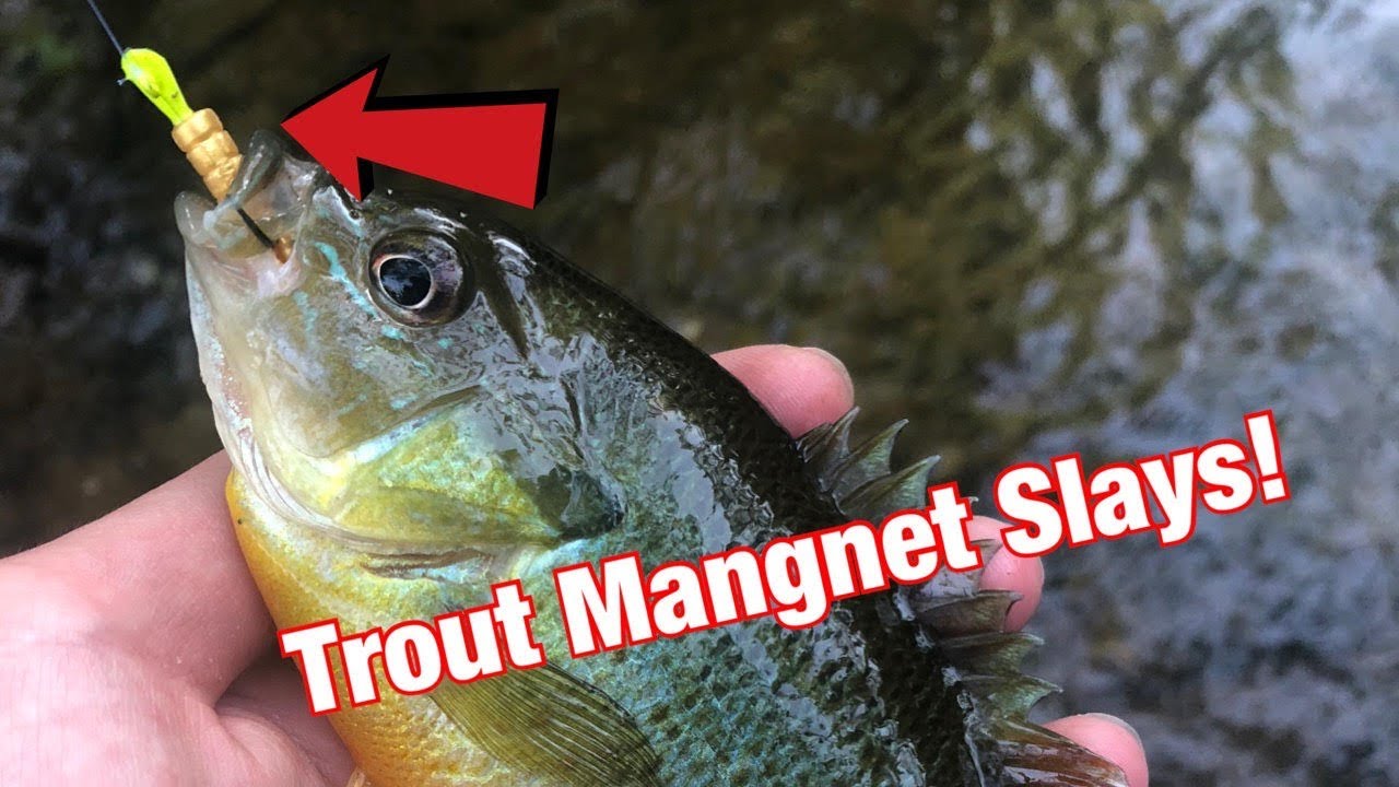 Multi-Species Fishing With The Trout Magnet! (Surprise Trout And More!) 