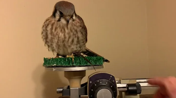 Weighing Routine for American Kestrel