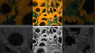 how to convert colorful images to black and white #corel #coreldraw #coreldesign #easy  #illustrator