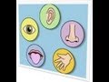 Human Senses and Taste Perception