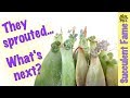 Sprouts, What's Next? How to Propagate Succulents PART 5