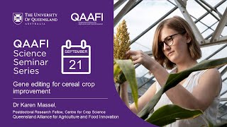 Gene editing for cereal crop improvement