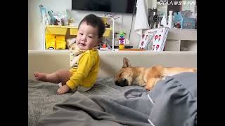 AAA萌宠事务所-盘点狗狗的无语瞬间#狗狗的无语瞬...都写在脸上了 #怀疑狗生 #搞笑视频