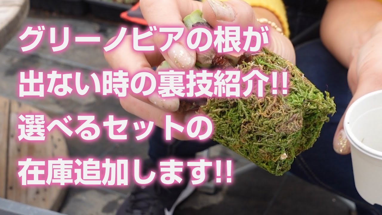 Top【選抜株】360710アエオニウム　グリノービア　35個　鉢無し/脱土 Succulent] Tips for when your Greenovia won't take root! We're