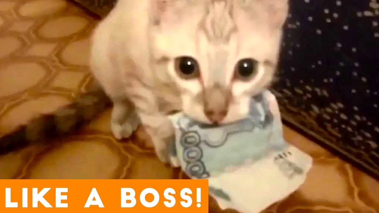 Like a Boss Ultimate Smart Animal Compilation | Funny Pet Videos! - YouTube