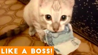 Like a Boss Ultimate Smart Animal Compilation | Funny Pet Videos!