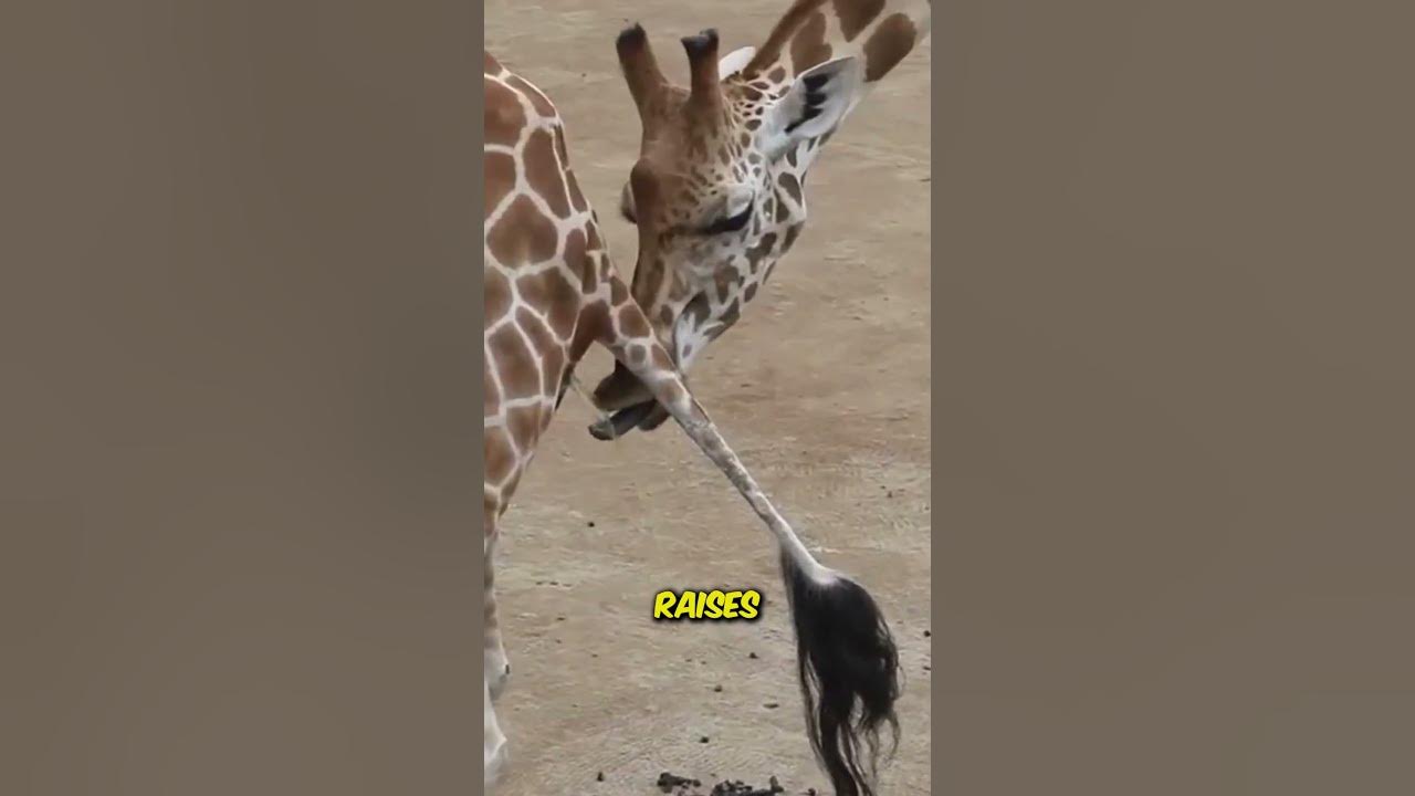 5 Strangest Animal Mating Rituals #shorts - YouTube