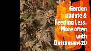 Feeding Less, More often with Dutchman420