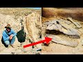 Właśnie odnaleziono mumię dinozaura sprzed 110 milionów lat! Co odkryli archeolodzy!
