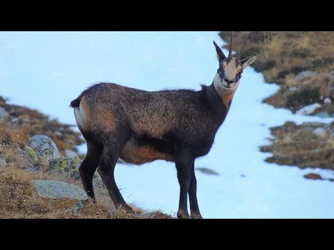 Watch: Austrian train workers rescue chamois buried in snow