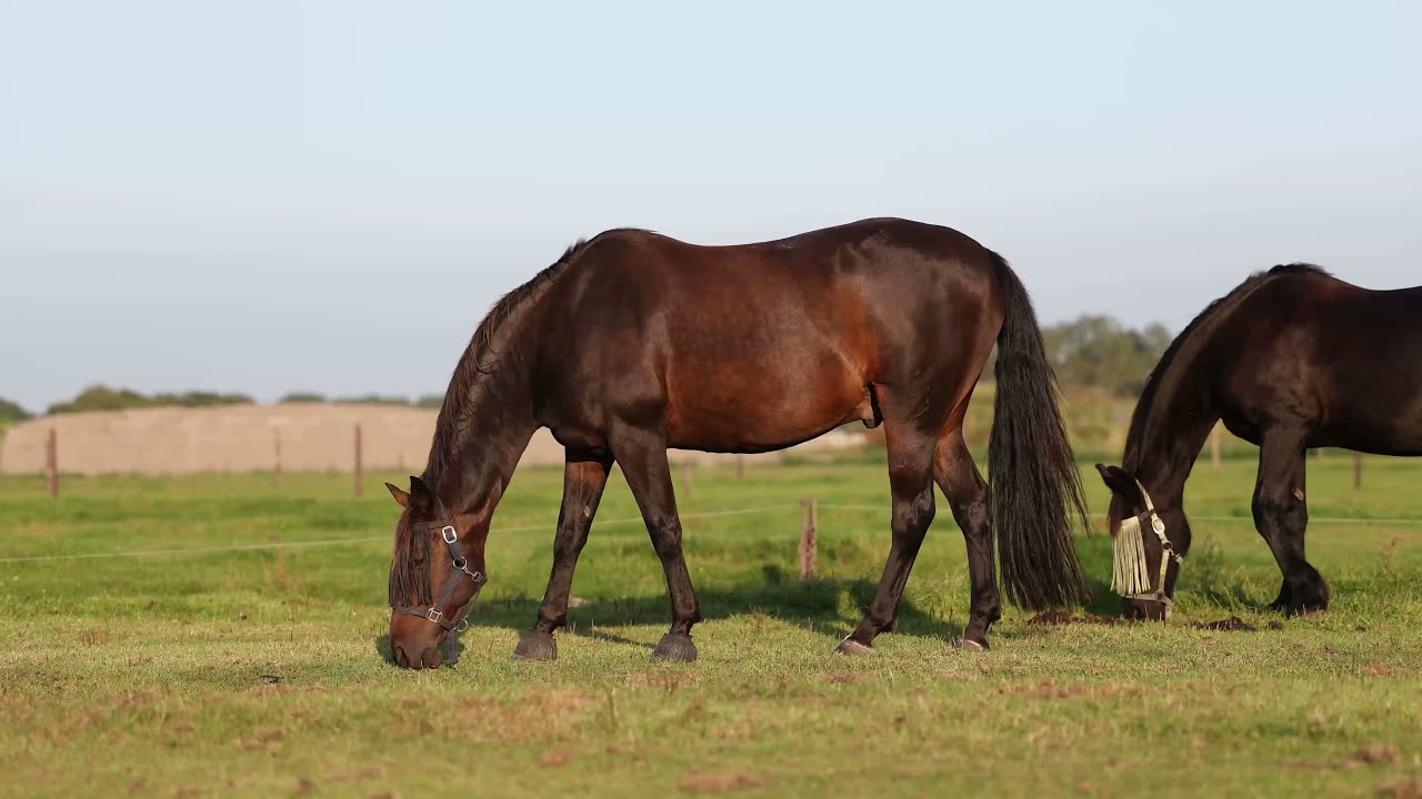 Cas & Lisa op de wei