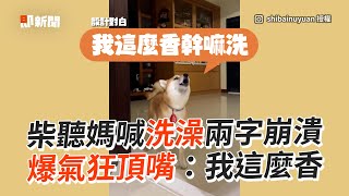 柴犬聽「洗澡」超崩潰爆氣狂頂嘴我這麼香寵物動物狗精選影片