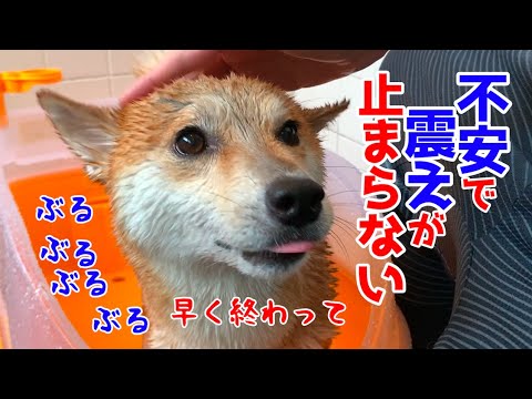 初シャンプーに震えまくるも頑張る柴犬ハナは終わると即上機嫌 shampoo the shiba inu