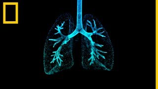 Pulmones 101 | National Geographic en Español