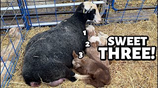 Our PROLAPSED ewe had TRIPLETS!! ...and attempting CPR (sort of) on a newborn lamb??  | Vlog 743