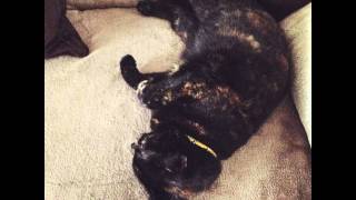 •❤• Unusual Article Uncovers The Deceptive Practices Of Cats