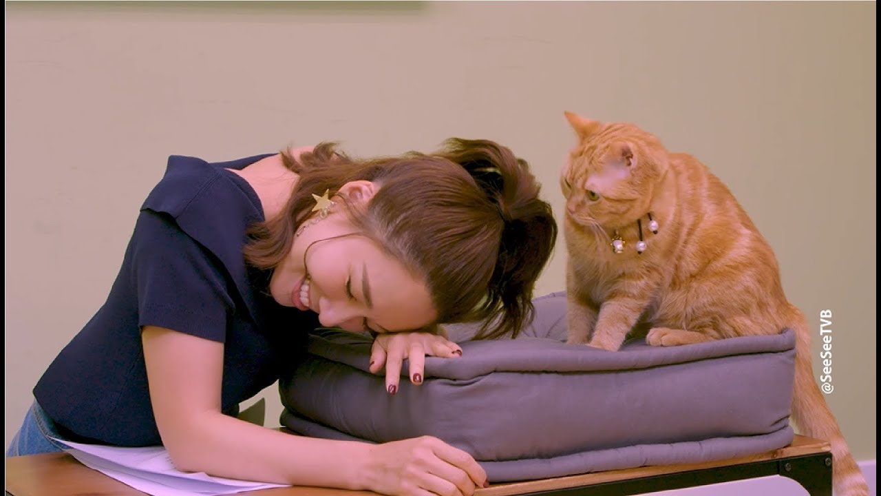 《金宵大廈》全球貓貓選拔大會 | See See TVB