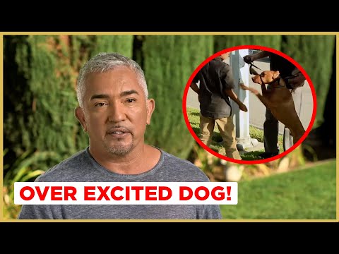 Video: Hur man går en overexcited hund i en koppel