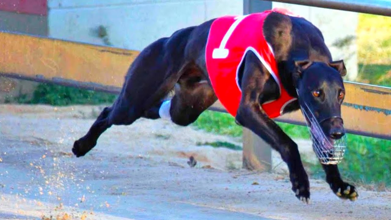 **"Fleeting Moments: Capturing the Essence of Salukis"**