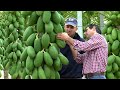 Awesome papaya cultivation technology   papaya farming and harvest  papaya processing