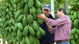 Awesome Papaya Cultivation Technology - Papaya Farming And Harvest - Papaya Processing