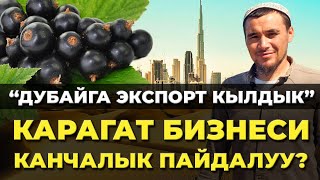 Карагаттын МИЛЛИОНДОРДУ алып келген СОРТТОРУ! Көчөт боюнча экрандагы номерге кайрылгыла!