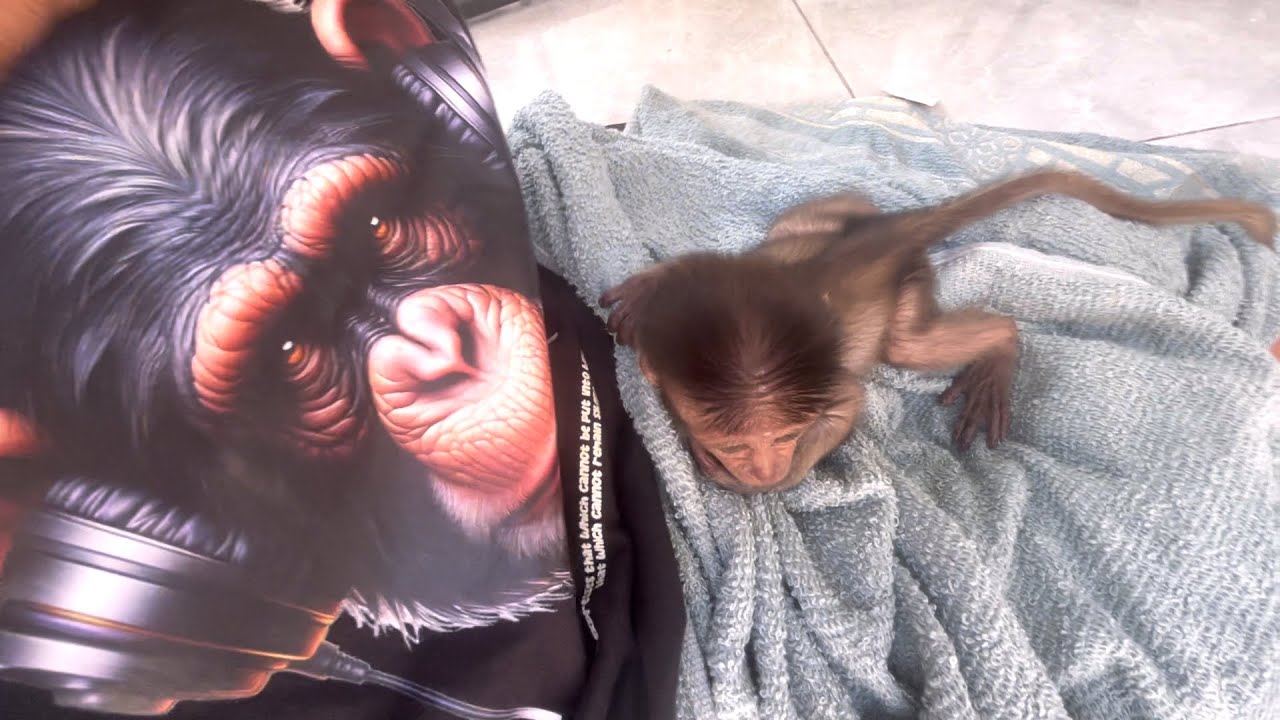 Chimpanzee sees lazy baby wily monkey