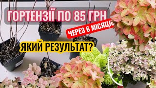 видео: Що стало з гортензіями за 85 грн? Реальний результат! Є пересорт? Полістар Мохіто Графіті Пастельгри картинка: Що стало з гортензіями за 85 грн? Реальний результат! Є пересорт? Полістар Мохіто Графіті Пастельгри