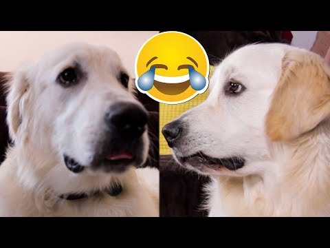 cute-dog-makes-funny-faces-compilation