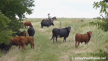 Rio and Kid - rounding up cattle! - ValleyViewRanch.net