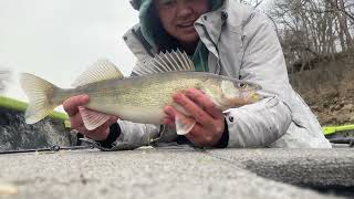 White Bass & Walleye on the Little Sac